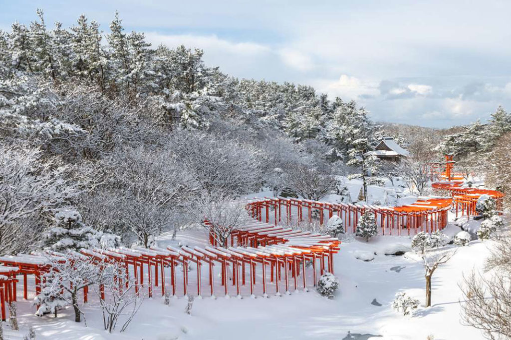 aomori cherry blossoms torii gate tunnel