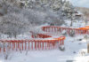 Aomori’s Takayama Inari Shrine: Senbon Torii and Cherry Blossoms