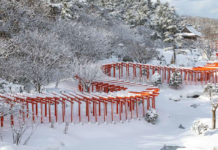 Aomori’s Takayama Inari Shrine: Senbon Torii and Cherry Blossoms
