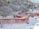 Aomori’s Takayama Inari Shrine: Senbon Torii and Cherry Blossoms