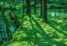 Visiting Koke-Dera, Kyoto’s Moss Temple