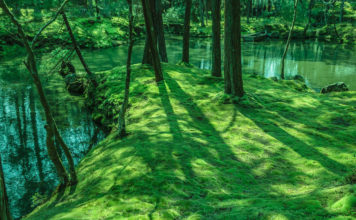 Visiting Koke-Dera, Kyoto’s Moss Temple