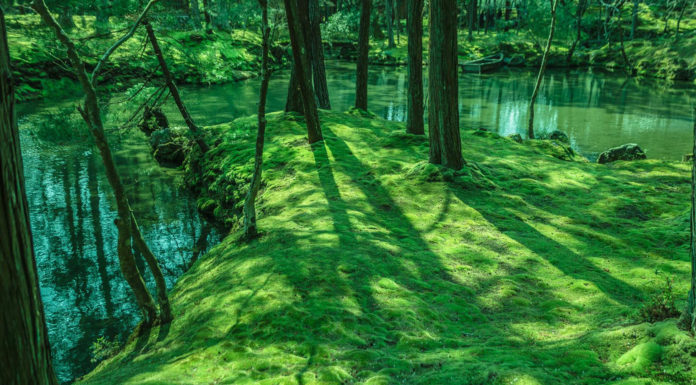Visiting Koke-Dera, Kyoto’s Moss Temple