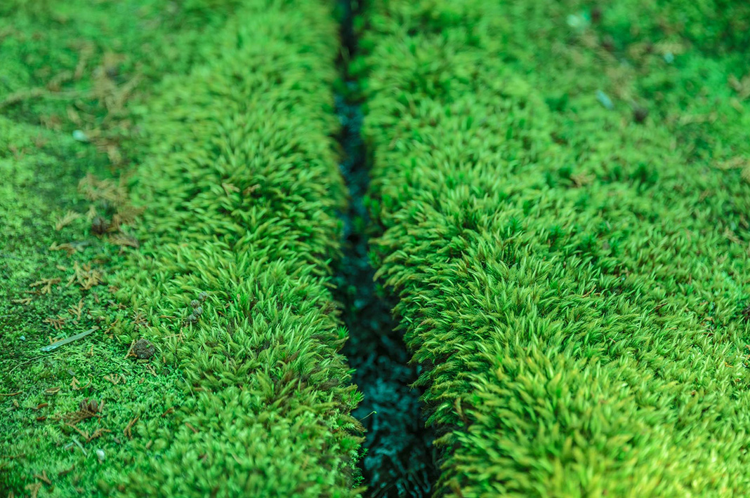 Close-up of moss at kokedera