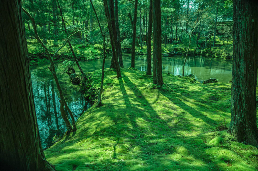 Saihoji aka Kokedera is Kyoto's famed "Moss Temple"