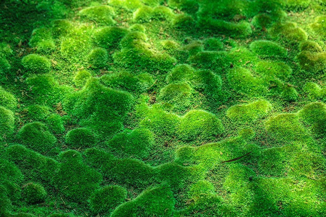 Close-up of moss