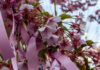 Sakura Jingu Shrine: Pretty in Pink Cherry Blossoms and Ribbons
