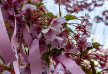 Sakura Jingu Shrine: Pretty in Pink Cherry Blossoms and Ribbons