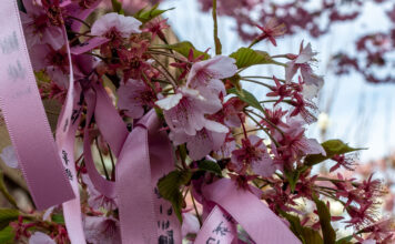 Sakura Jingu Shrine: Pretty in Pink Cherry Blossoms and Ribbons