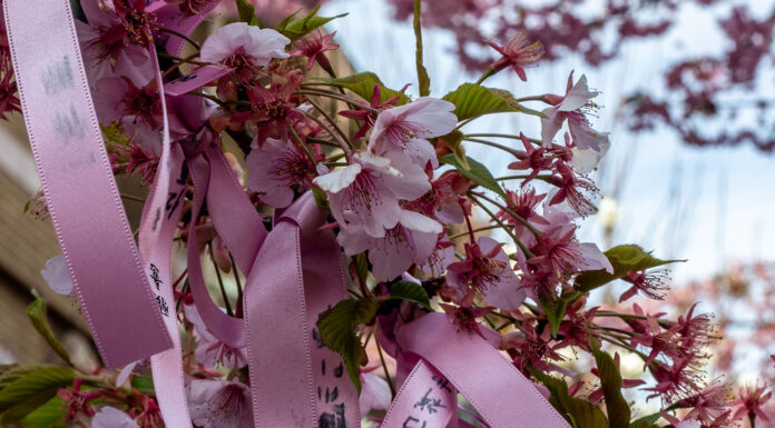 Sakura Jingu Shrine: Pretty in Pink Cherry Blossoms and Ribbons