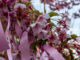 Sakura Jingu Shrine: Pretty in Pink Cherry Blossoms and Ribbons