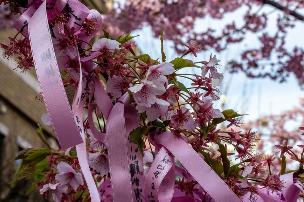 There are plenty of places to see cherry blossoms in Tokyo, but Setagaya’s Sakura Jingu Shrine has a unique edge: ribbons.