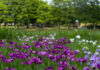 Mizumoto Park: Tokyo’s Biggest and Best Place to See Irises