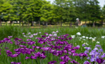 Mizumoto Park: Tokyo’s Biggest and Best Place to See Irises