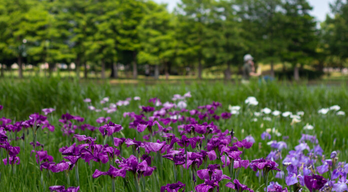 Mizumoto Park: Tokyo’s Biggest and Best Place to See Irises