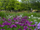 Mizumoto Park: Tokyo’s Biggest and Best Place to See Irises