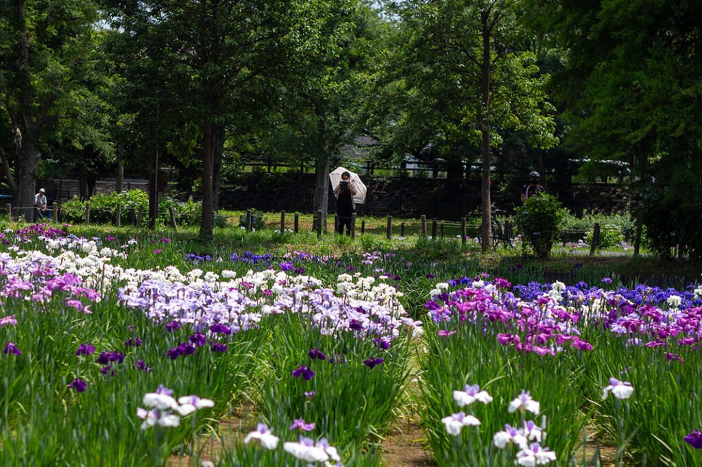 Mizumoto Park in Katsushika Ward is the largest park in Tokyo and fittingly home to the largest Iris garden