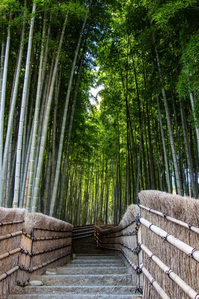 Bamboo at Adashino Nenbutsuji, Arashiyama, Kyoto