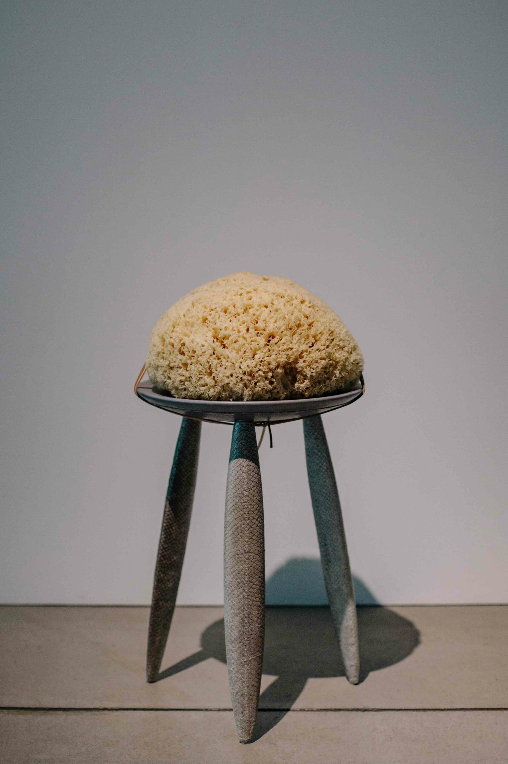 A sea sponge displayed on a three legged stool.