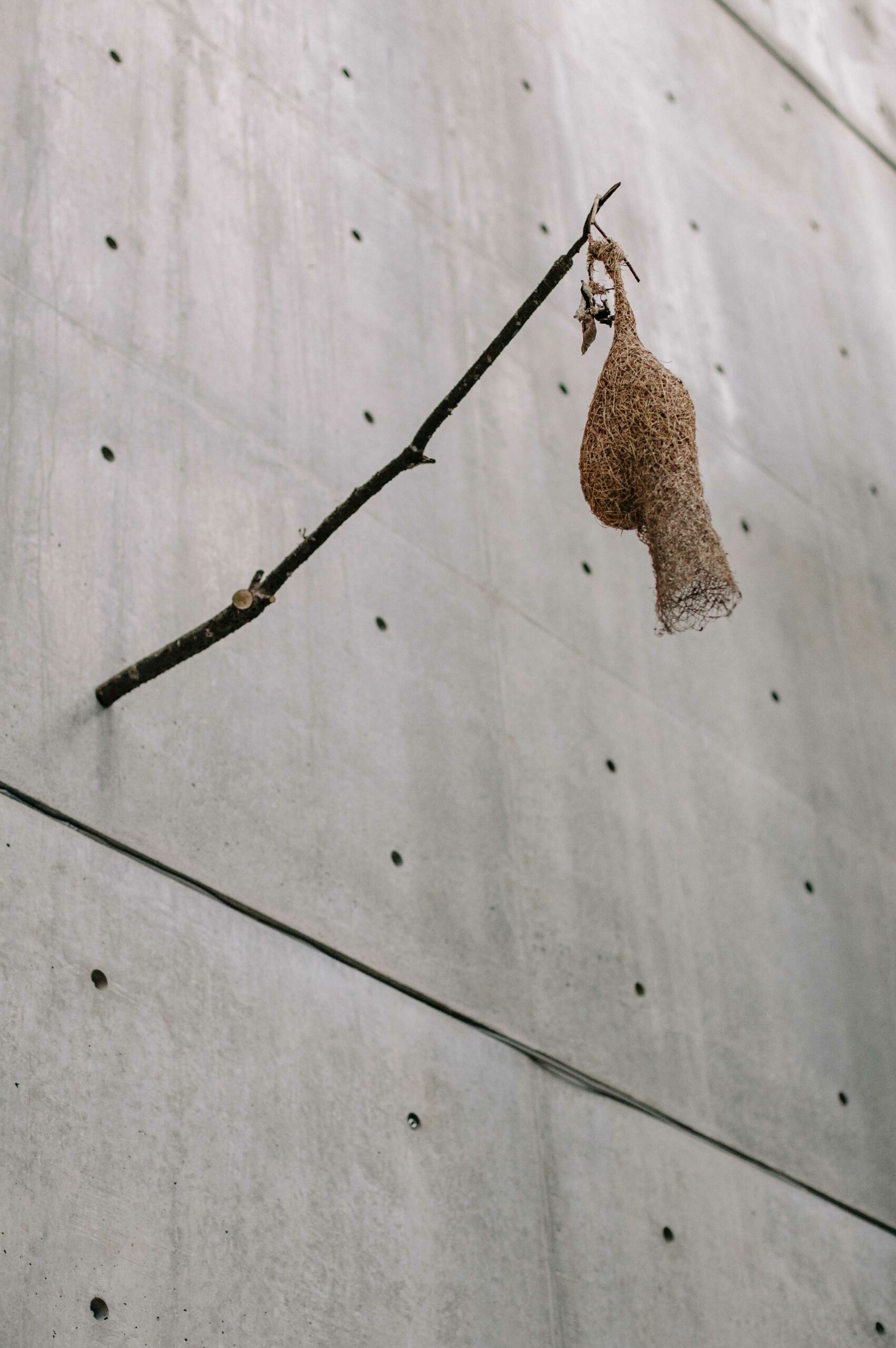 A weaver bird nest mounted on the gallery's concrete walls, adding natural elements to the exhibition.