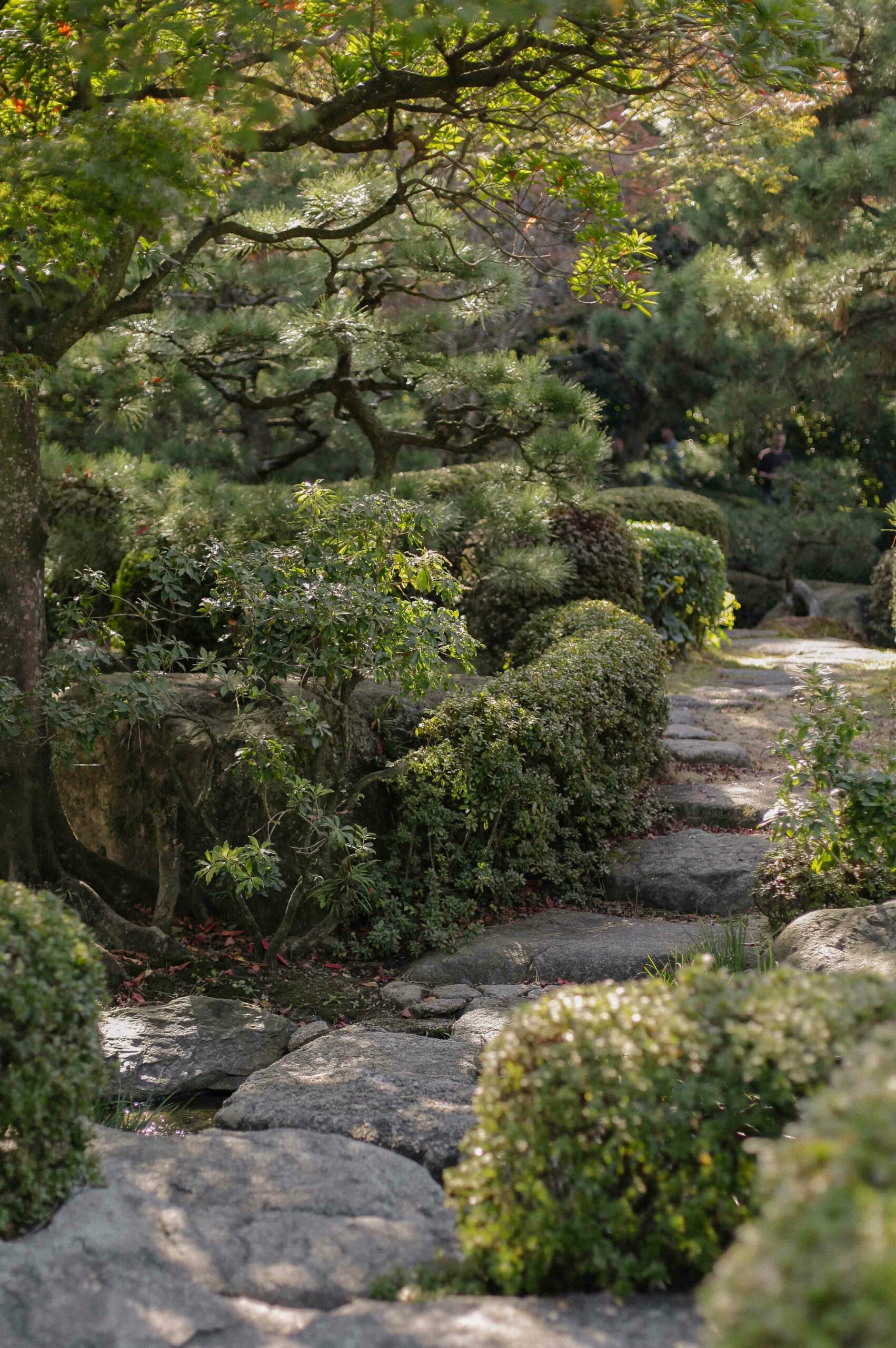 Ōhori Park Japanese Garden is planted with pines, maples and a variety of plants.