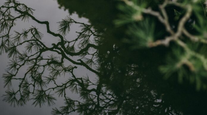 Ōhori Park Japanese Garden: Fukuoka’s Hidden Oasis