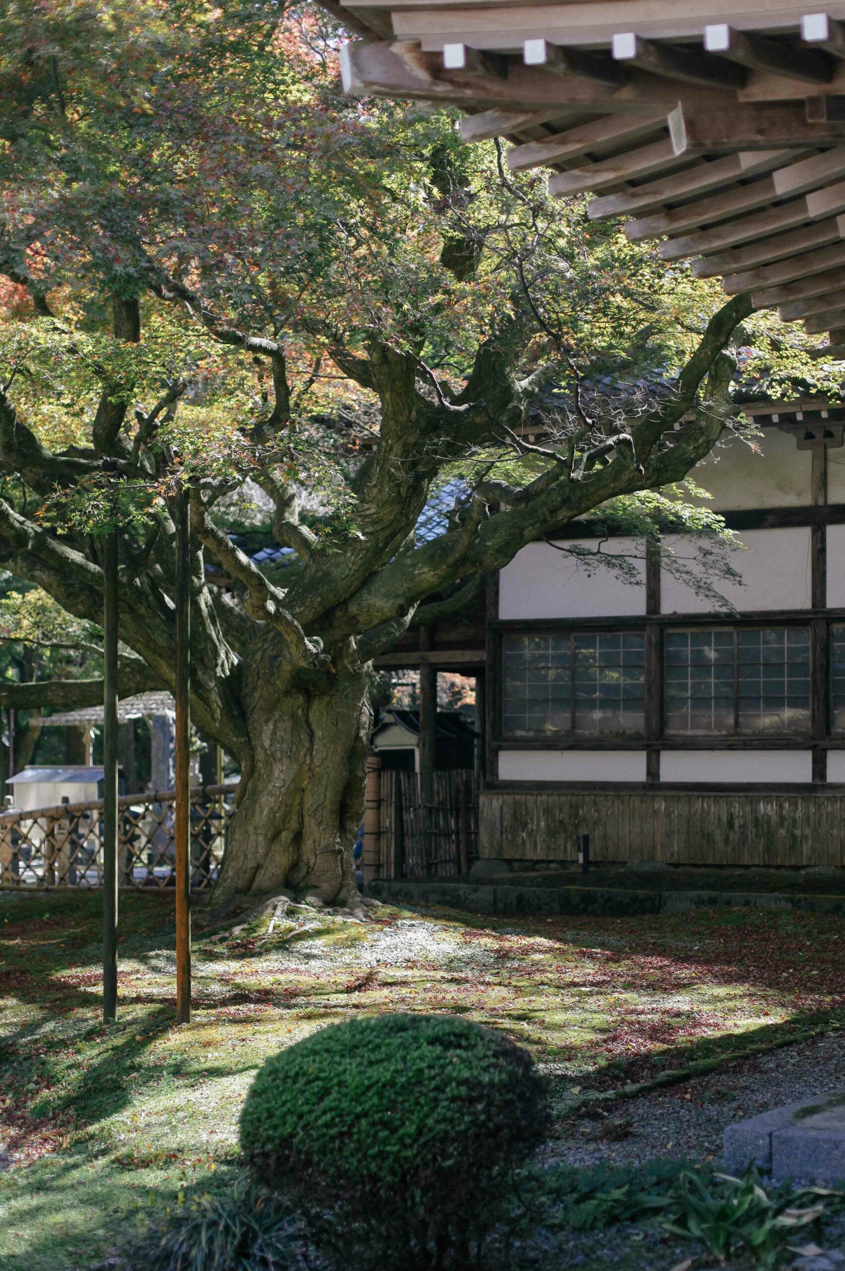 Within the temple courtyard at Raizan Sennyoji, an enormous Japanese maple casts shadows on the plaster walls.