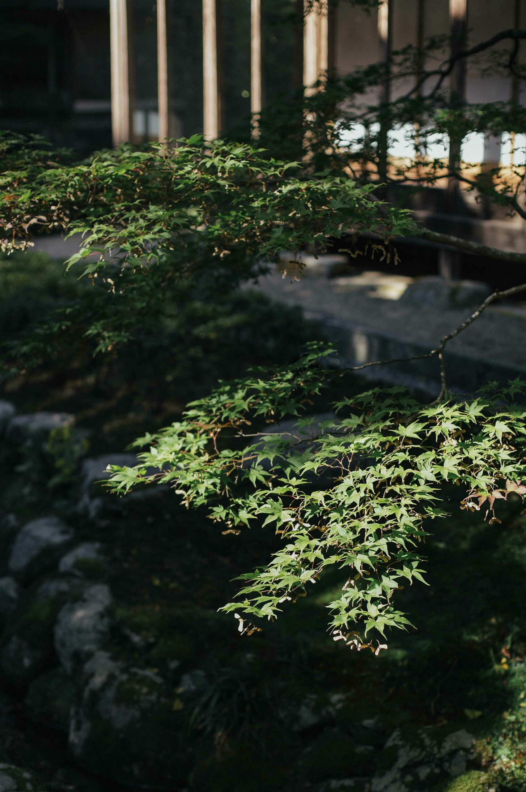Maple trees are planted throughout the mountain temple.
