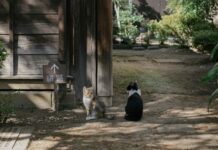 Sо̄seki Natsume’s House: Kumamoto’s Literary Heart