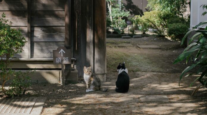 Sо̄seki Natsume’s House: Kumamoto’s Literary Heart