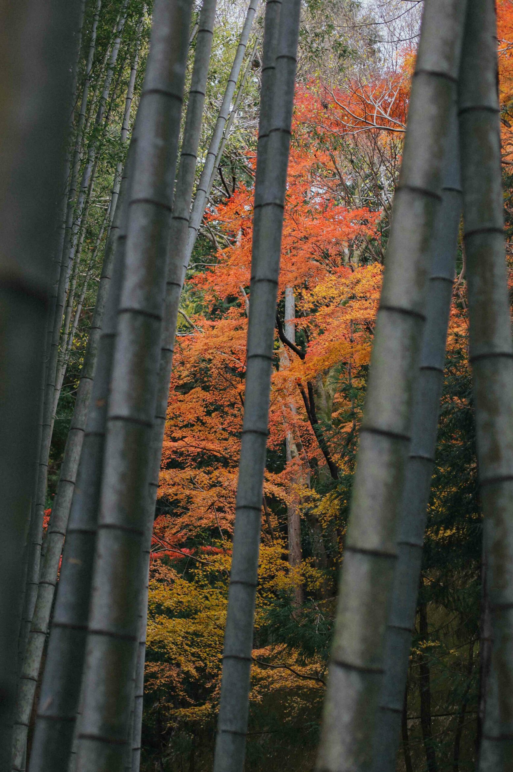 The site is home to a bamboo grove which looks out onto a cliff planted with tall maple trees.