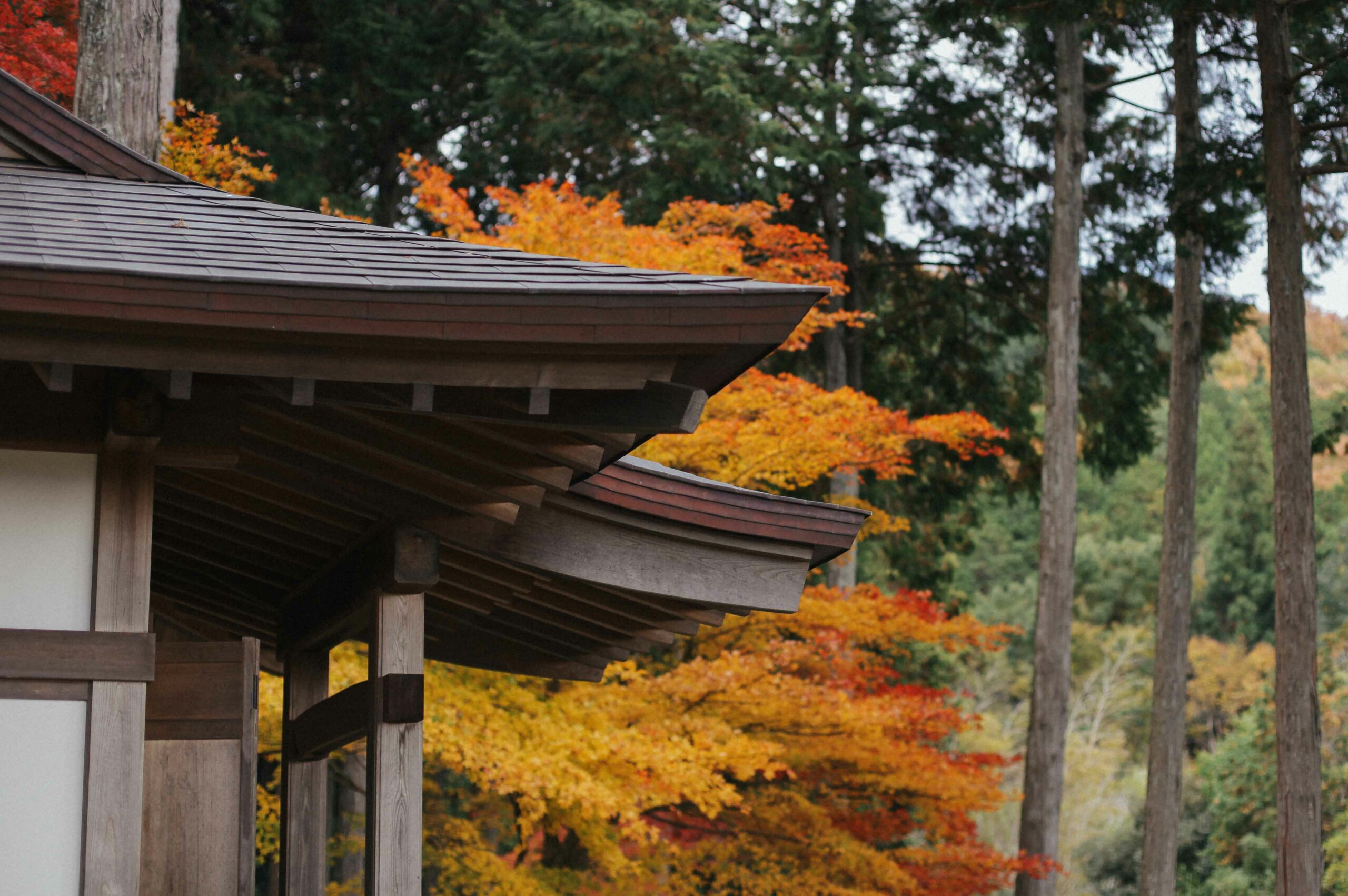 The autumn colours in the temple's forests stand in stark contrast to the dark hues of the temple buildings.