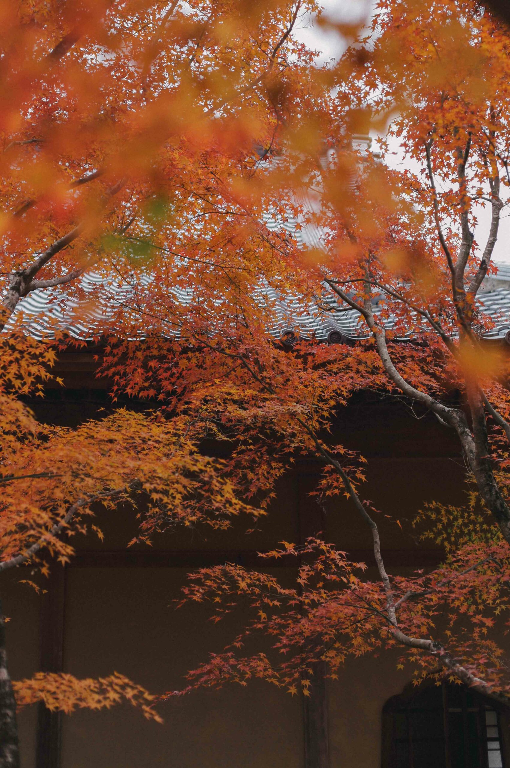 The temple's maples turn a deep red at the end of November, until the beginning of December.