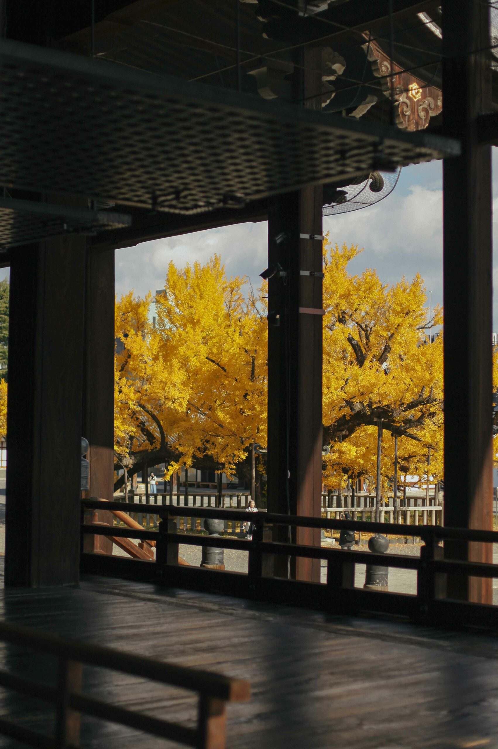 Nishi Hongan-ji is home to an enormous ginkgo tree, which turns an incredible shade of yellow in autumn.