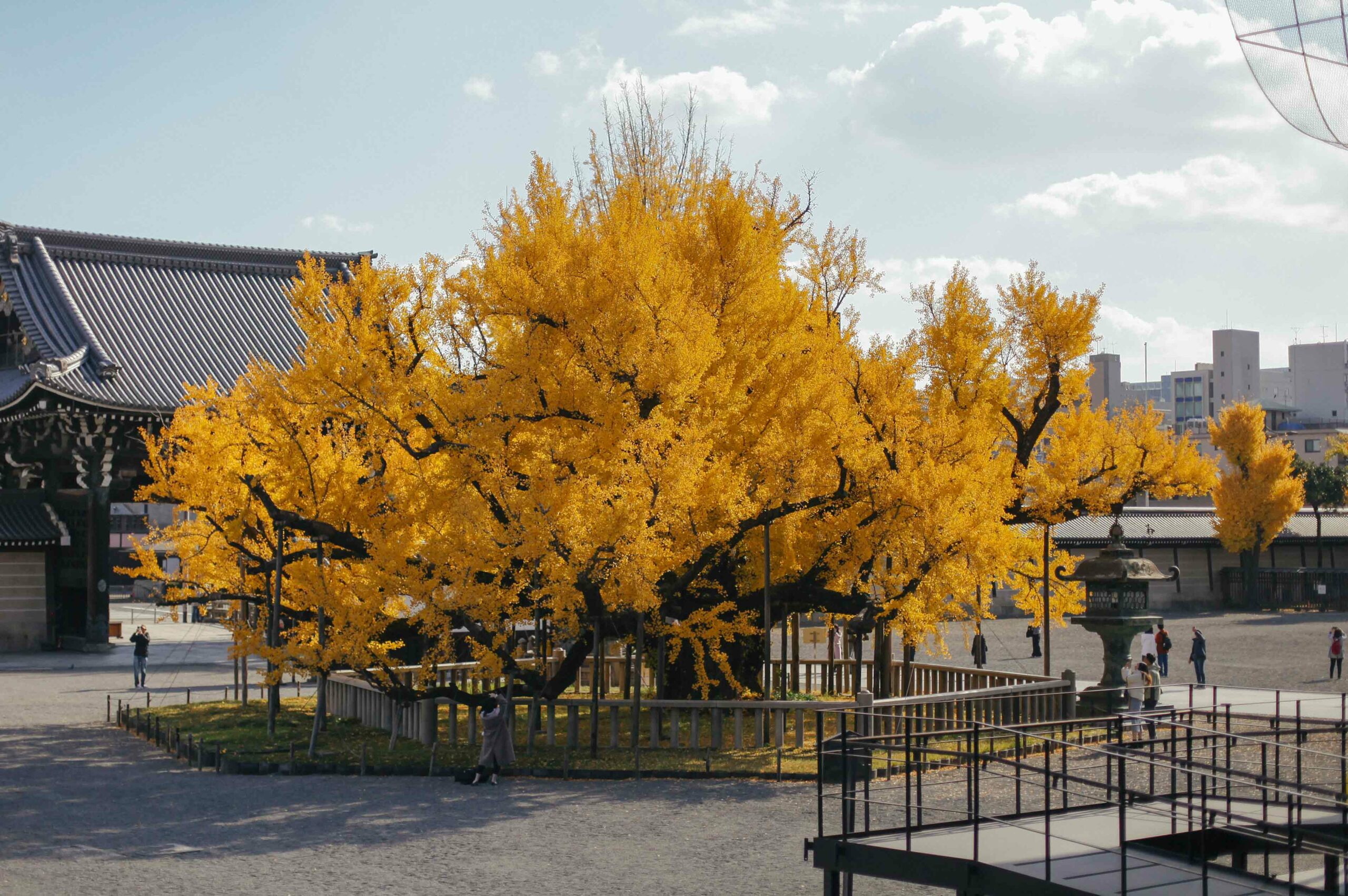 The temple's golden ginkgo tree will be at the peak of its autumn colour in the first week of December, depending on the year's weather.