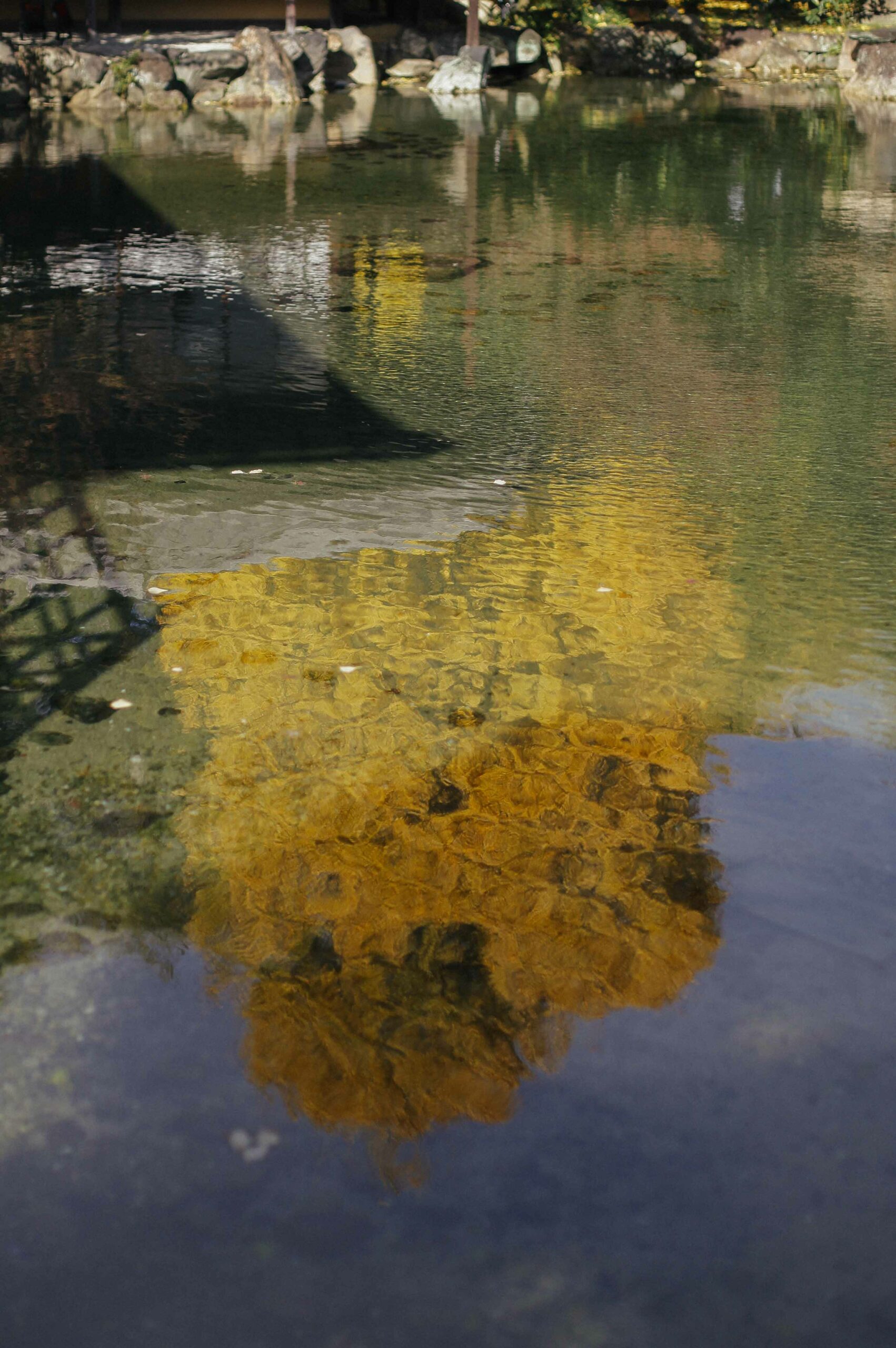 Shо̄sei-en houses numerous spectacular ginkgo trees.