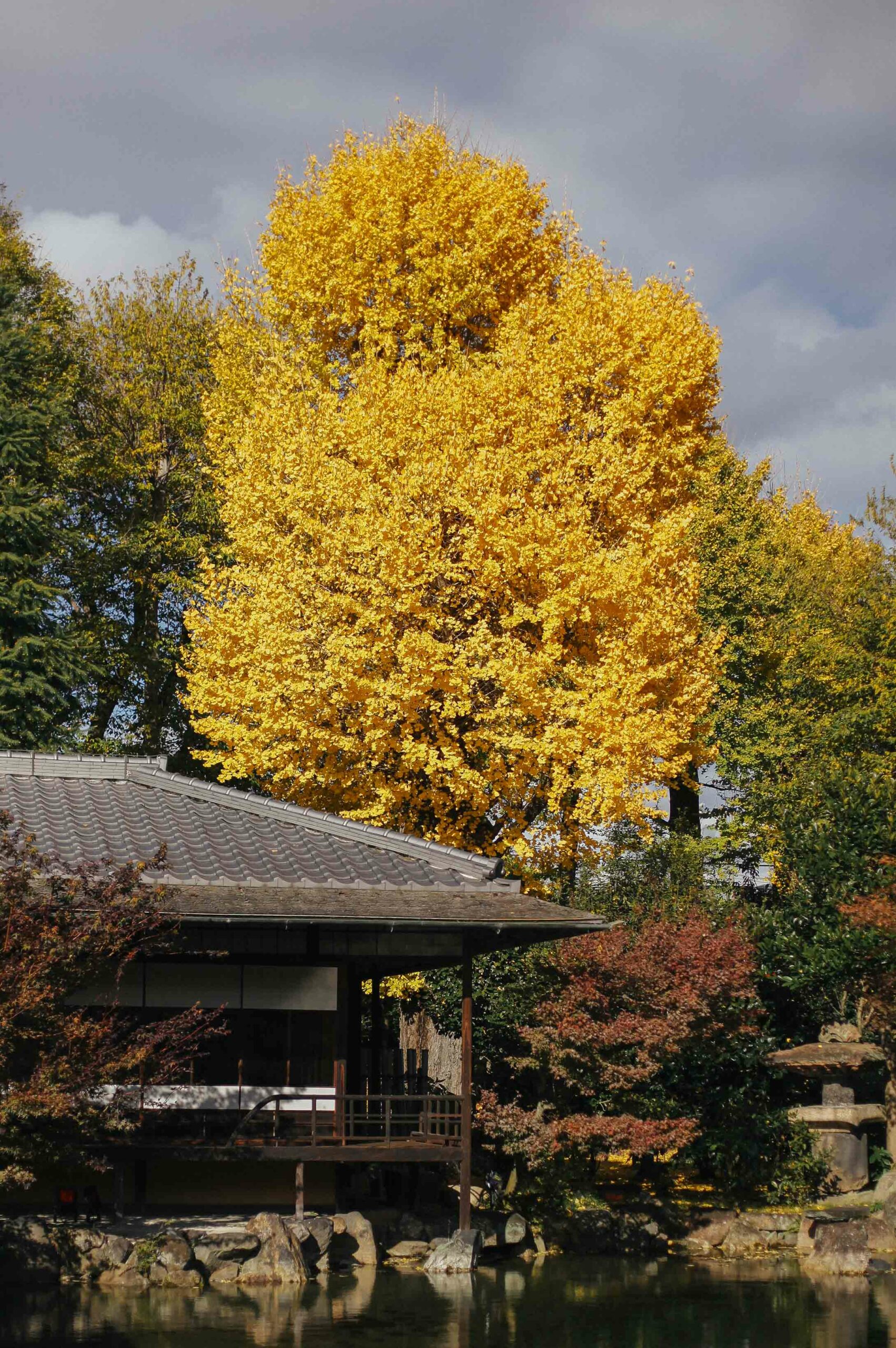 A columnar ginkgo tree towers over the garden's minor pond and teahouse.