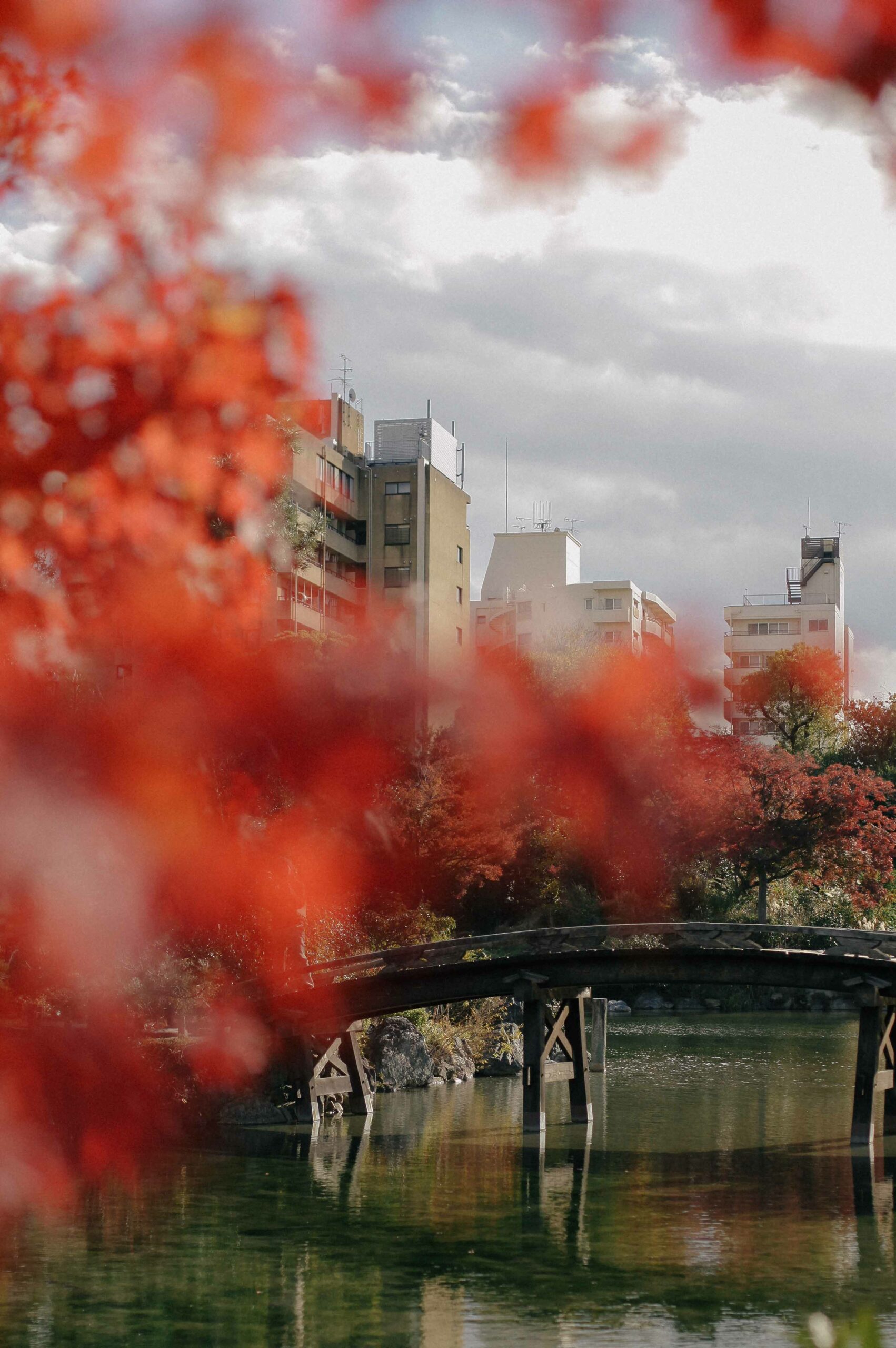 Autumn maples adorn the garden, which is overlooked by central Kyoto's taller buildings.