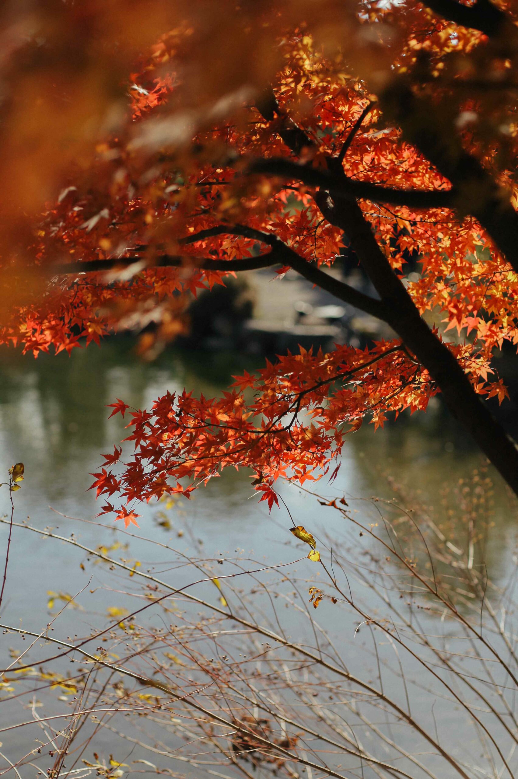 Autumn maples glow vermilion within the garden's 'maple tunnel.'