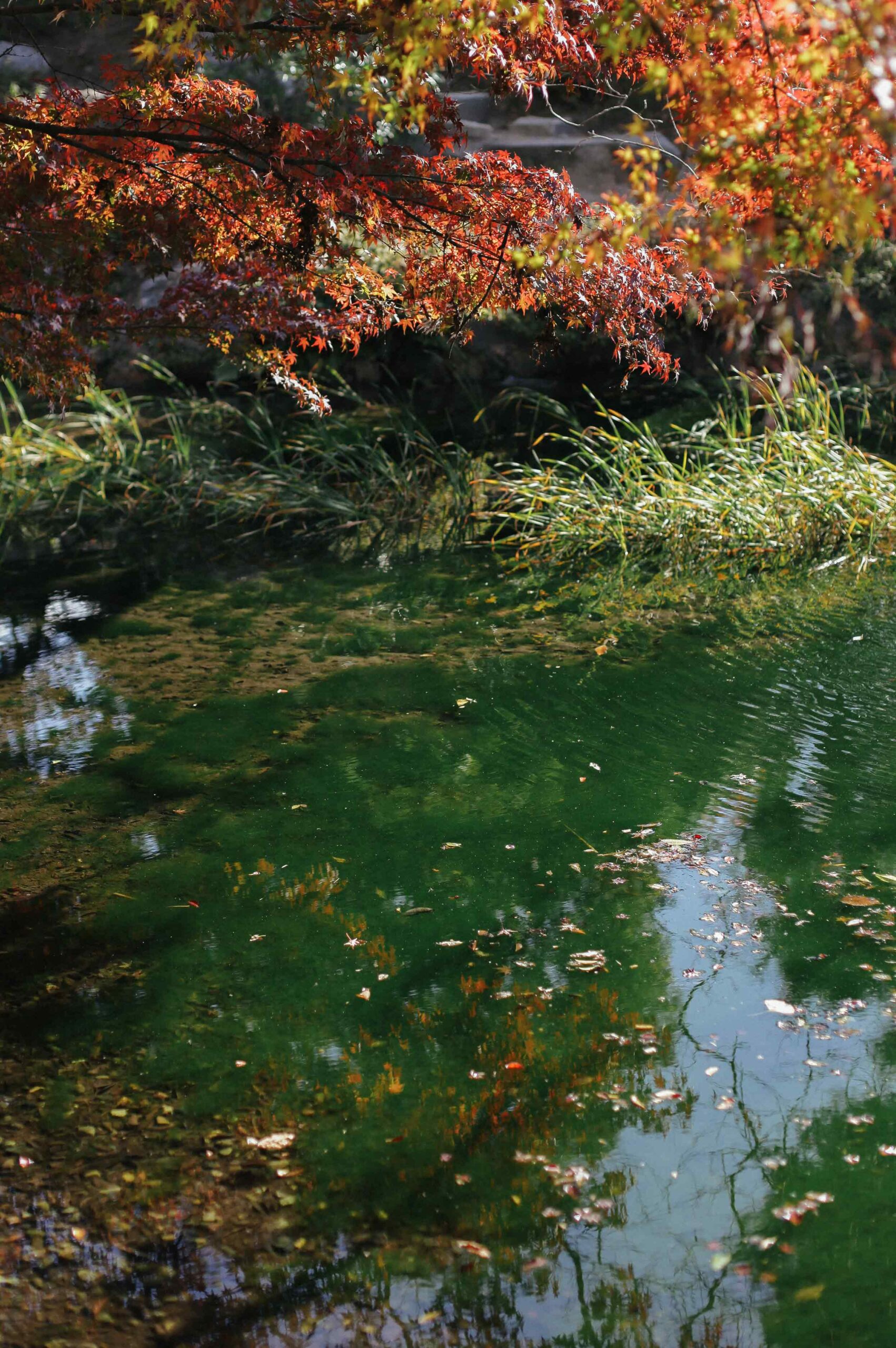 The crimson trees contrast starkly with the deep greens of the ornamental lake.