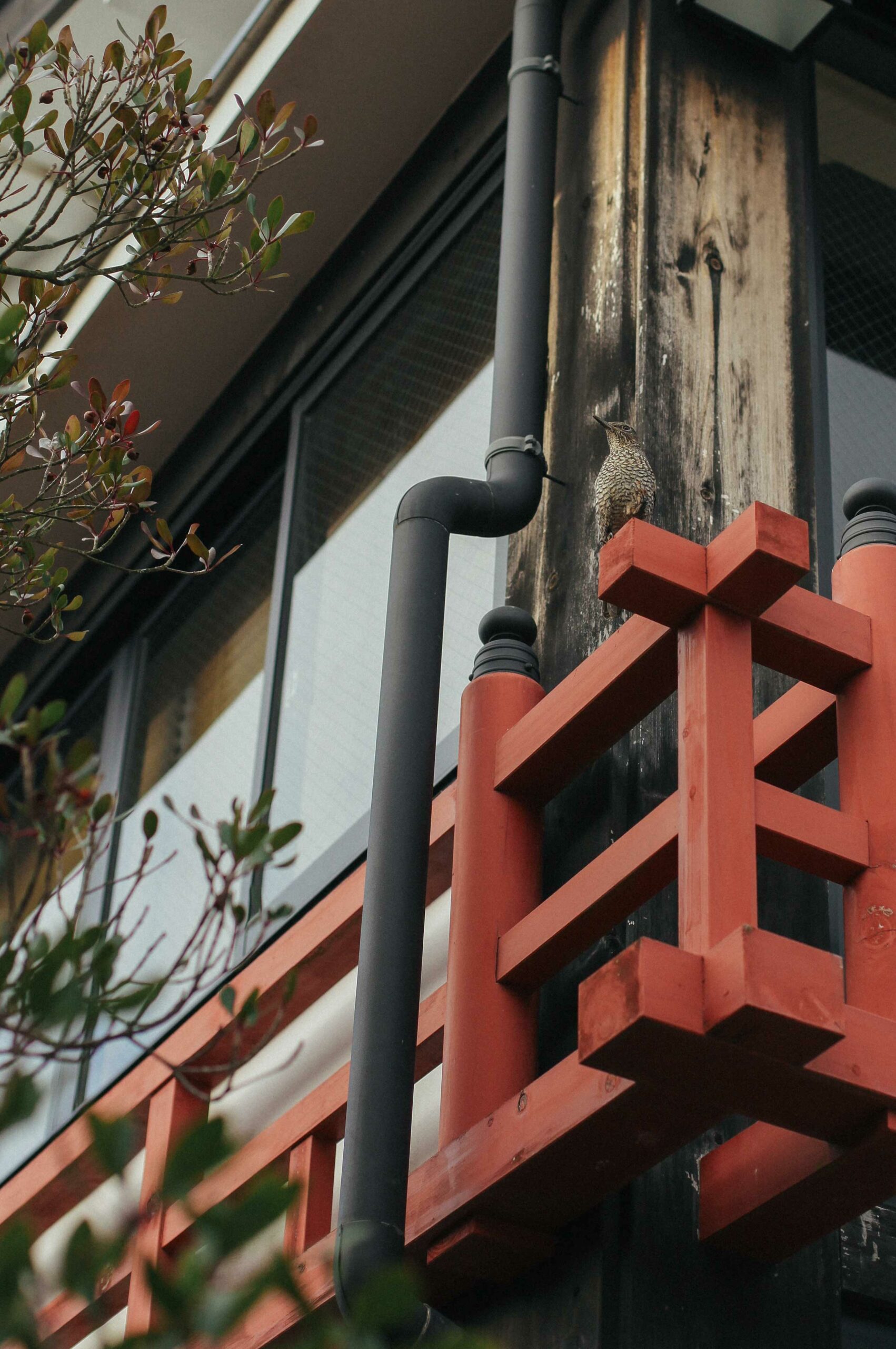 Uji is a city of history and nature. Many bird species can be found along the banks of the river.