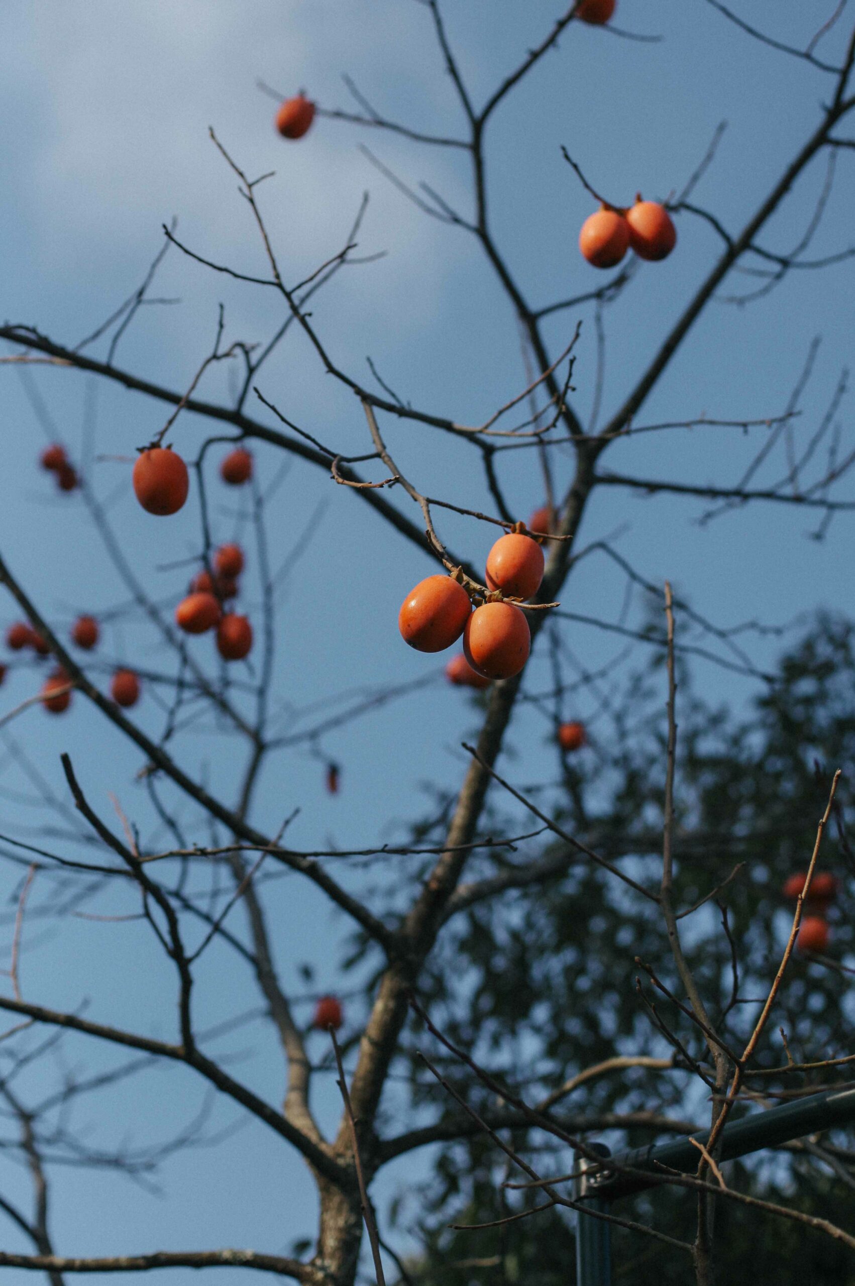 Persimmons cling to bare branches at the end of the year.