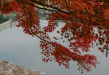 City Strolling: Meandering to Uji Shrine