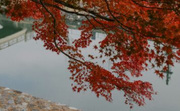 City Strolling: Meandering to Uji Shrine