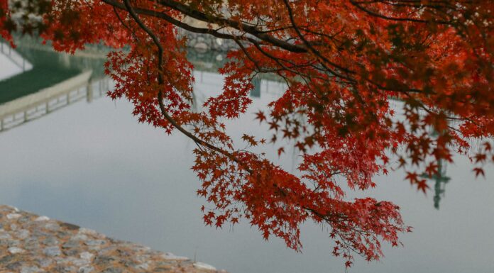 City Strolling: Meandering to Uji Shrine