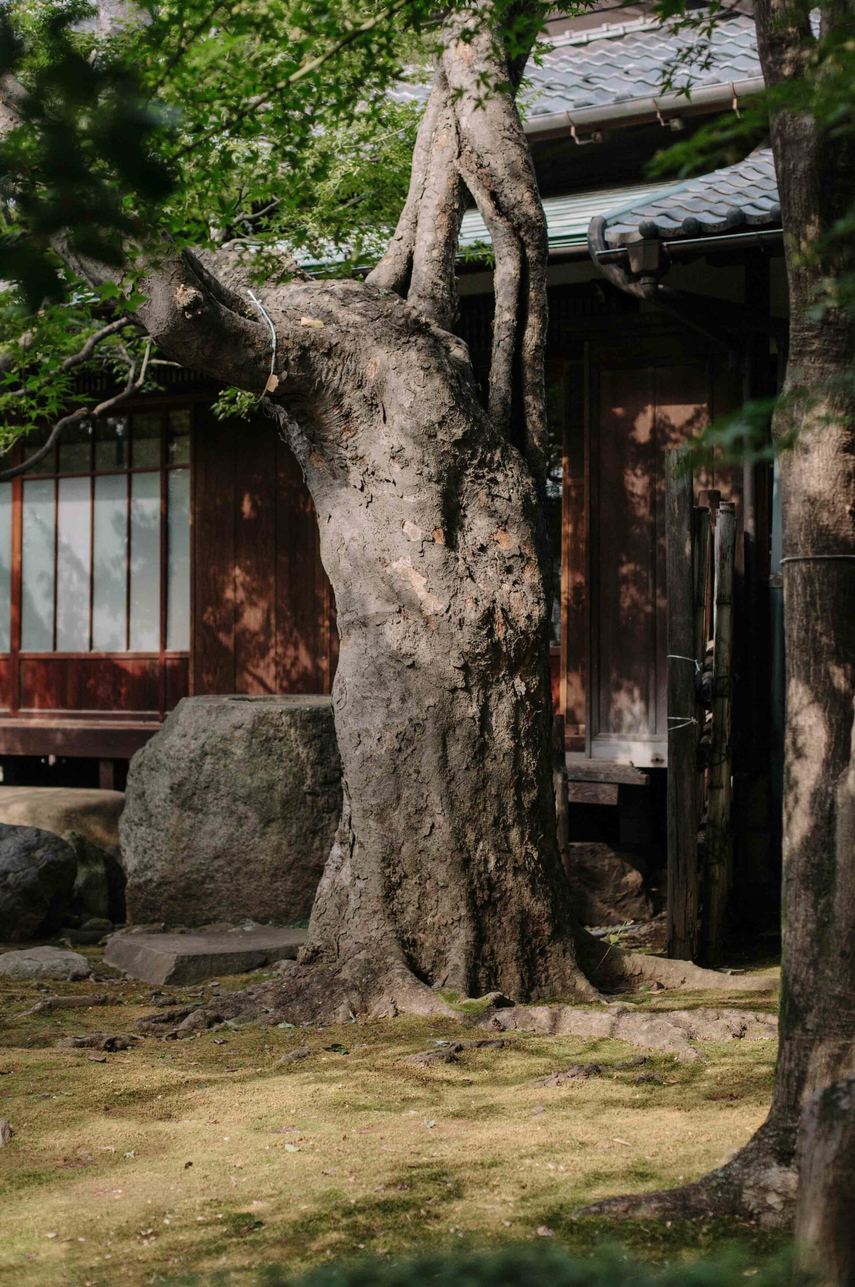 The garden is also home to several enormous maple trees.