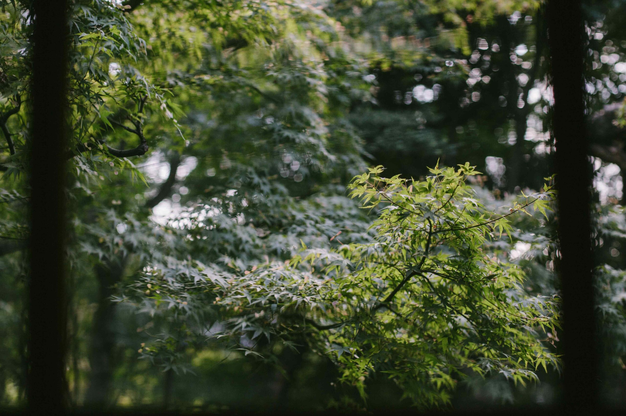 Wavy glass distorts the forms of the garden's many maple trees.