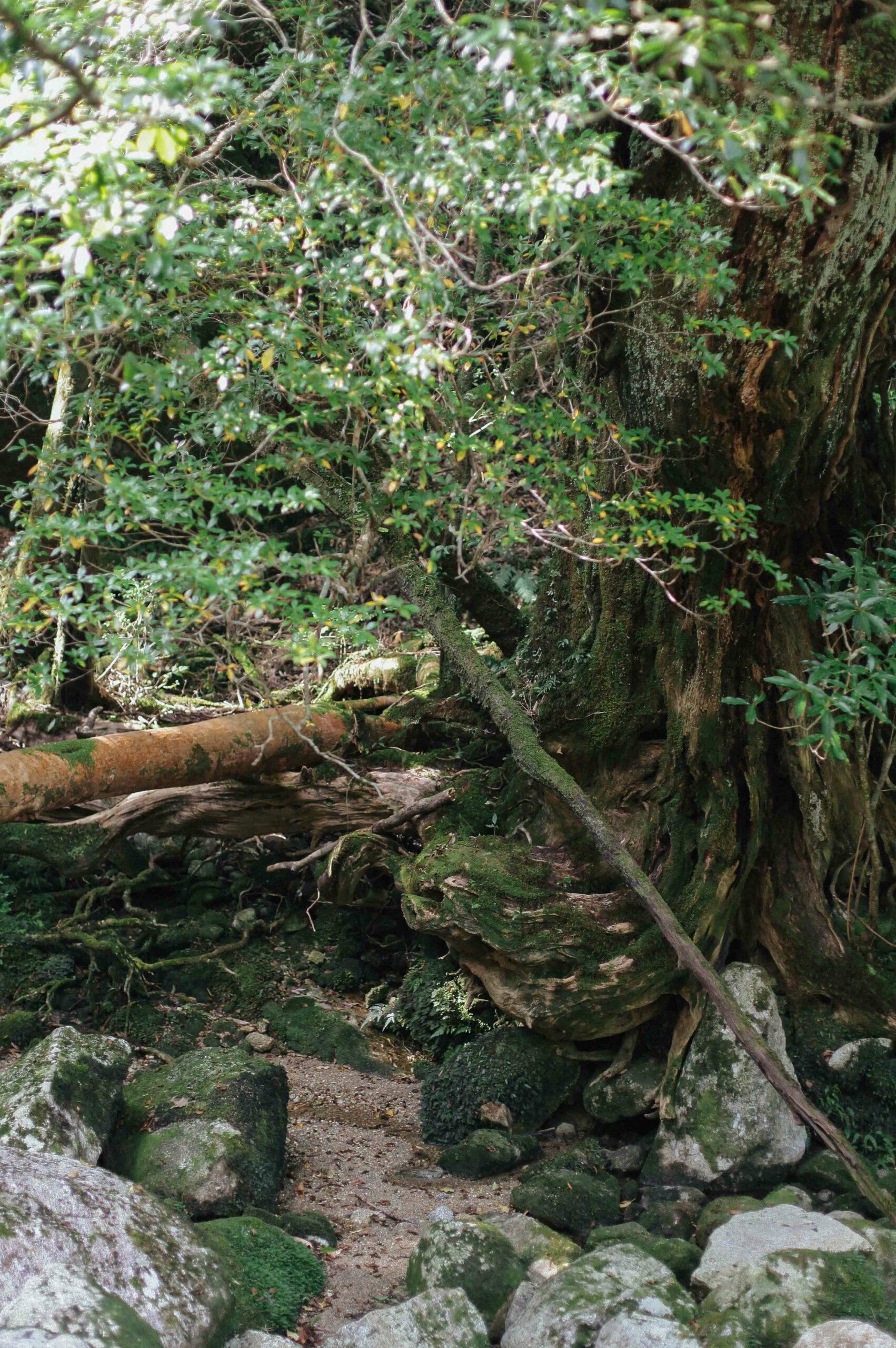 Banyan trees climb over rocks with gnarled, exposed roots.