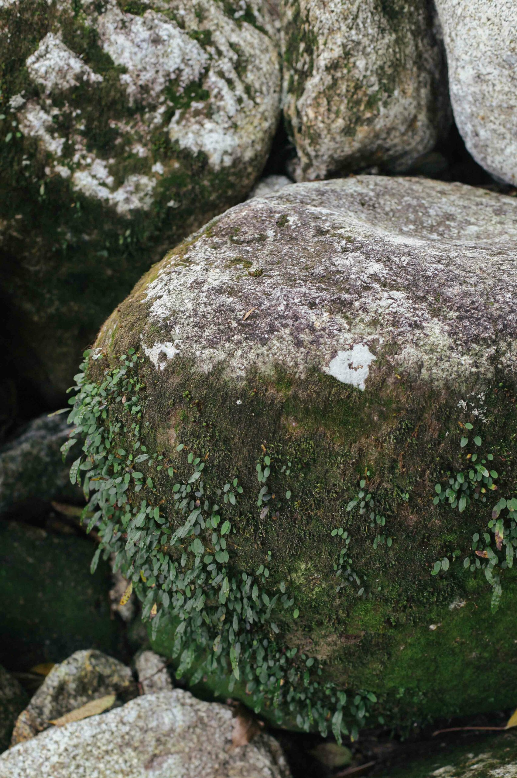 The variety of moss species in Shiratani Unsuikyo is breathtaking. 