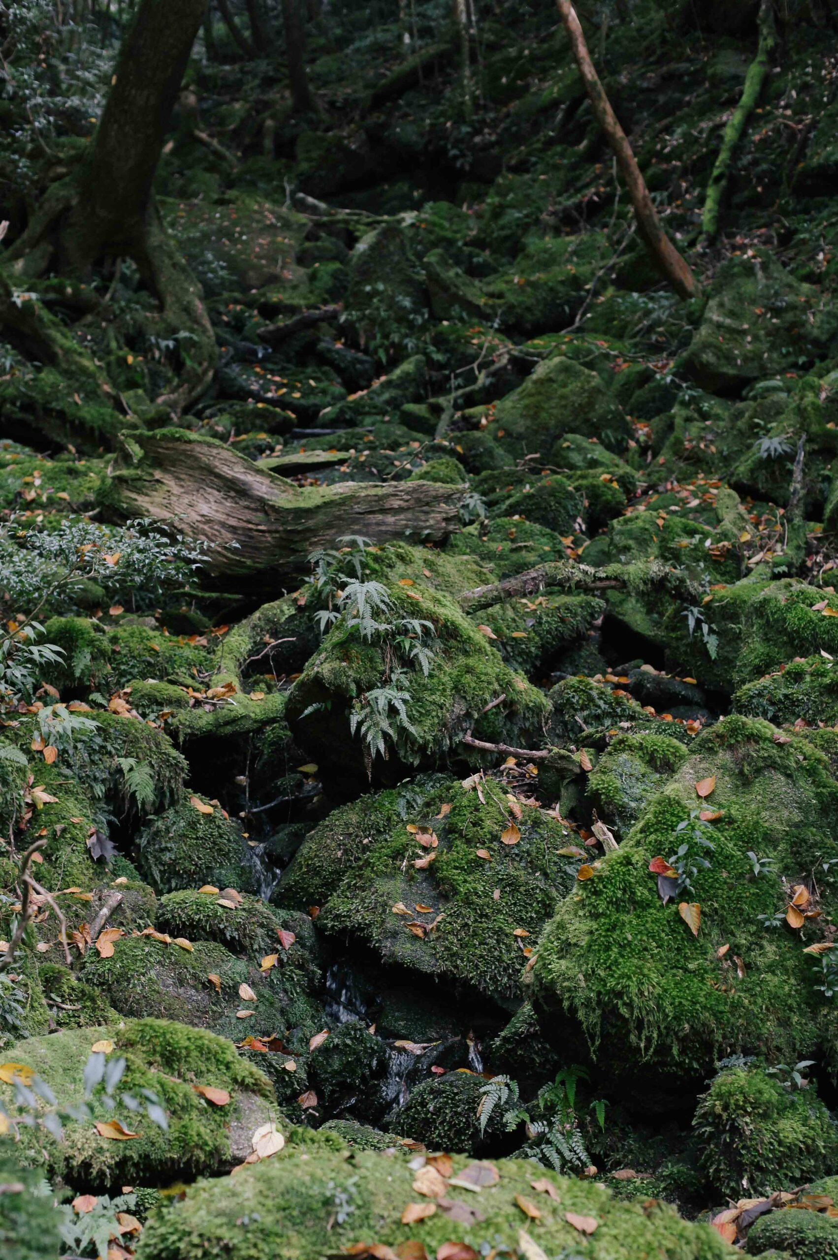 Shiratani Unsuikyo is made from a network of ravines, with rivers running down from the mountain's summit.